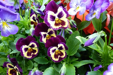 Pansy Flowers In Bloom In The Forest Wallpapers And Images ...
