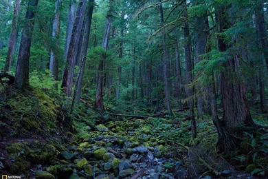 50+ Breathtaking National Geographic Nature Wallpapers [HD]