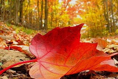 10 Breathtaking Leaf Wallpapers For Desktop – Photography Heat ...
