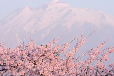 Breathtaking Pink Blossoms Wallpapers   Nature Wallpapers