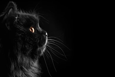 Black Wallpapers With A Black Cat