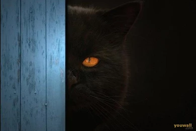 YouWall   Black Cat Wallpapers   Wallpaper,wallpapers,free ...