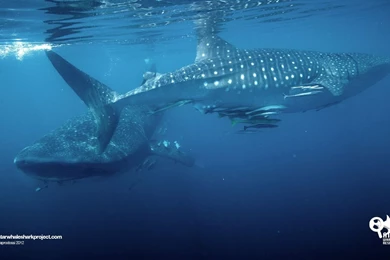 The Al Shaheen Oil Field