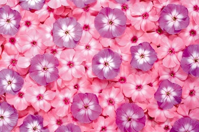 Flowers, Wallpapers, Themes, Desktop, Widescreen, Images, Pictures ...