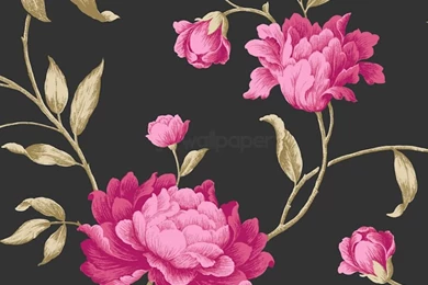 Pink And Black Wallpapers   HD Desktop Wallpapers