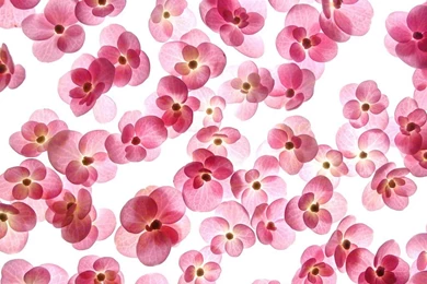 Pictures Of Cute Flowers Widescreen HD Wallpapers