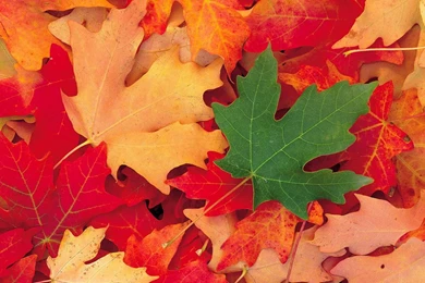 Maple Leaf Desktop Wallpaper, Maple Leaf Backgrounds