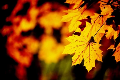 Fall Maple Leaf Wallpapers
