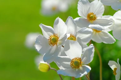 Cute Flowers Wallpapers   40739