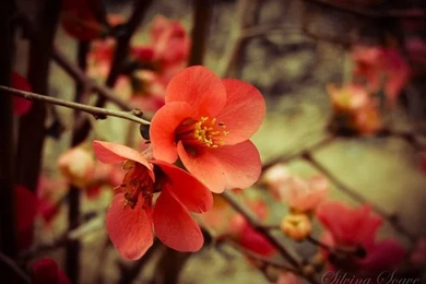 Cute Red Flower Wallpaper.jpg