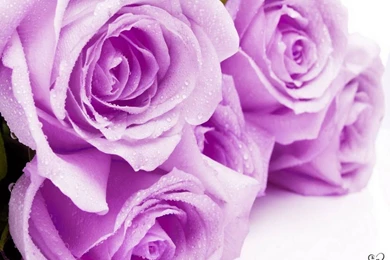 Flower Wallpapers Tumblr Hd Black And White Widescreen Download For ...