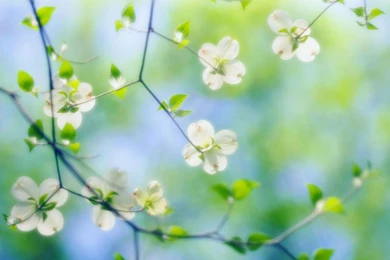 Colourful Flowers Wallpapers Download