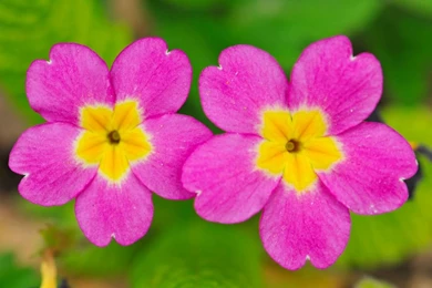 Two_small_cute_flowers 1280x800.jpg