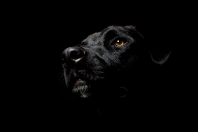 Black dog cool hd wallpapers.jpg