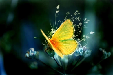 1680x1050px Butterfly Hd Wallpapers Com
