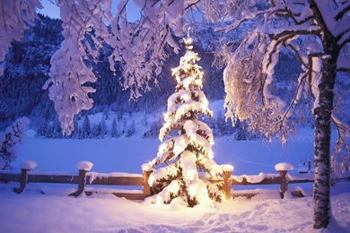 Christmas Tree HD Wallpapers