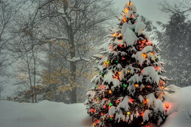 Christmas Tree 1080p Holidays Wallpapers.jpg