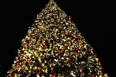Images Of Christmas Tree   HD Wallpapers Pretty