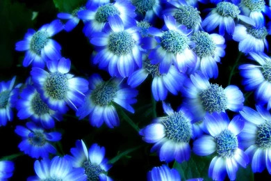 Blue Flower HD Wallpaper