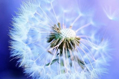 Dandelion iPhone HD Desktop Backgrounds 10095   HD Wallpapers Site