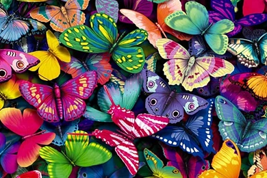 Butterfly Wallpapers   Wallpapers Cave