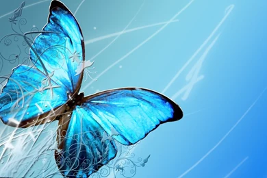 High Definition Butterfly Wallpapers For Free Download