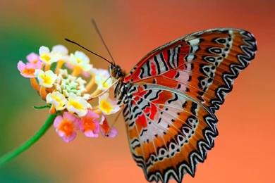 Butterfly Wallpapers
