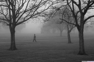 Winter Fog HD 16:9 16:10 Desktop Wallpaper: Widescreen : High ...