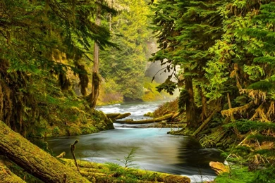Mossy Forest HD Breathtaking Wallpapers Free HD Wallpapers ...
