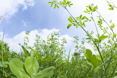 Free Wallpapers   Free Nature Wallpapers   Wonderful Green Nature ...