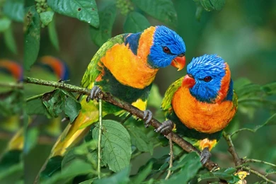 Desktop Wallpapers 7F8A Picture Wonderful Attachment