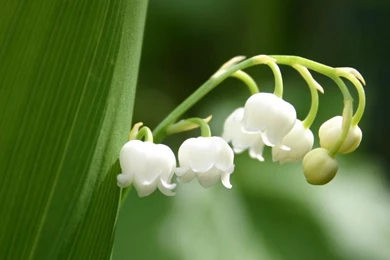 The Most Beautiful Flower Photo   Amazing Photos   Amazing Photo ...