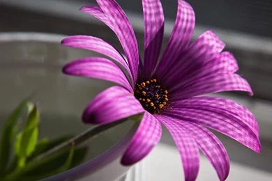 Nice Flowers Wallpapers   Wallpapers HD Wide