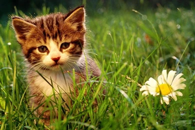 Backgrounds Desktop Wallpapers HD Wallpapers Desktop Wallpapers ...