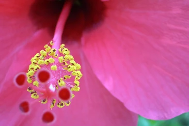 Nice Flower Wallpapers