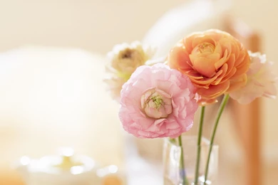 Beautiful Flower Wallpapers In High Quality   Tulips Roses Lotus