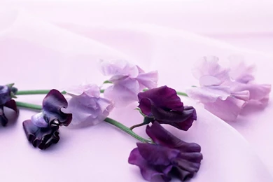 Nice Flower Wallpapers Download   HD Wallpapers And Pictures