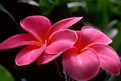 Beautiful red flower wallpaper.jpg