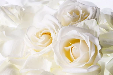 White Rose Wallpapers Free Download
