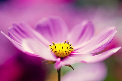 Nice Pink Flower.jpg