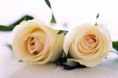 White Roses HD Wallpapers