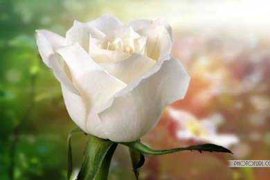 White_rose_wallpaper_desktop_background.jpg