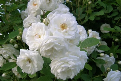 White Rose Wallpapers   Crazy Frankenstein