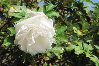 White Rose Wallpapers HD Pictures