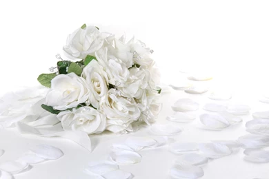 White Rose Wallpapers Hd Backgrounds DT5
