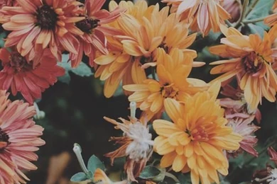 Photography Pretty Cute Adorable Tumblr Photo Perfect Hippie ...