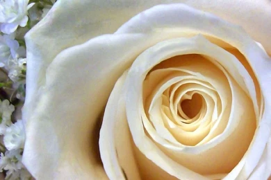 Flowers Photography   Beautiful Flower Photos