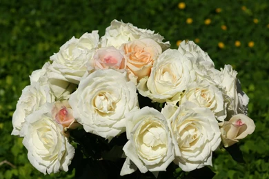 Roses Wallpapers: Colorful Roses, Rose Bouquet Wallpapers