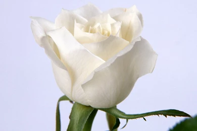 White Roses Wallpapers.jpg