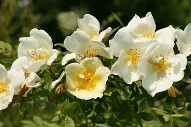 White Roses Wallpapers   Flower Wallpapers